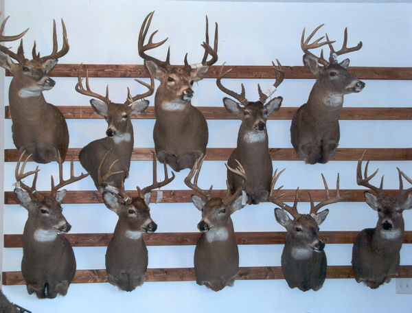 Pictures Of Deer Mounts. Wall of Deer Mounts